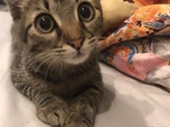   - ,   ,  ,    ,        ,  
