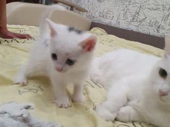    ! - ,  ,    11 ,   ,   ,    !  