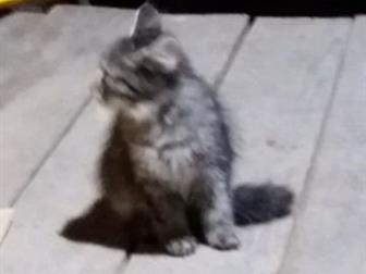     ,     ,      ,  ,   , , ,   ,   