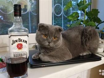         ,   perfect fit,    ,   )  