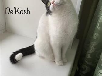   (-)   !    !-   , ,  ( ,   