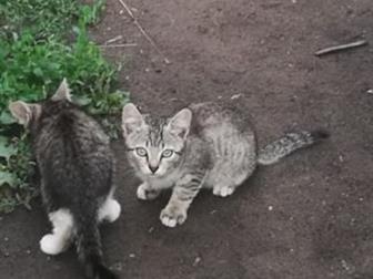  1 ,       ,   ,     ,   ,  