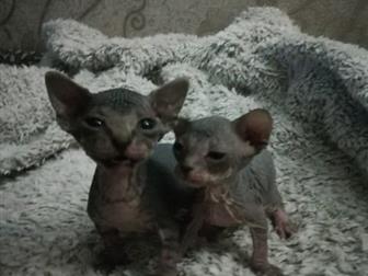   ,   4 , 2 ,      ,  