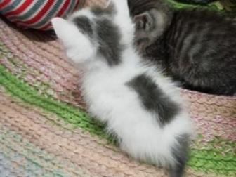  , ,  1,5 ,   ,    , ,    