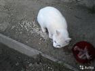 Беленькая котик