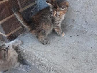  ,     ,  , ,   ,   ,     (, , ),    ,  
