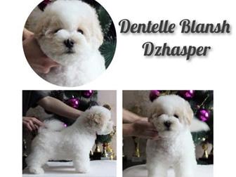    Dentelle Blansh       ,        ,  