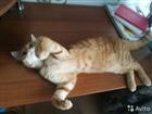 Отдам котенка помесь мейнкуна в хорошие руки