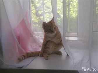  10 ,    -,  ,  ,      ,        ,      -
