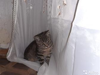  , ,   ,   ,    ,   (    ),  -