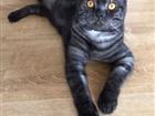 Кот ищет дом