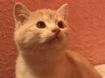   - ( )      !    , ,       ,   