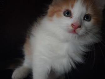   ,    ,     !   ,  