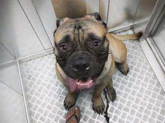  ,  ,  1,5 ,  60 ,    ,  