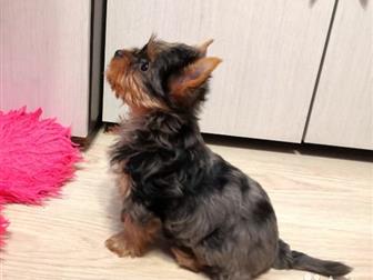        blue merle  , ? ,  ?   ,  ?  ,  