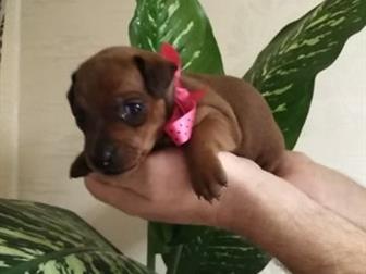      ,  ,  27, 09, 2019,    :   ,  ,  , 4 *  