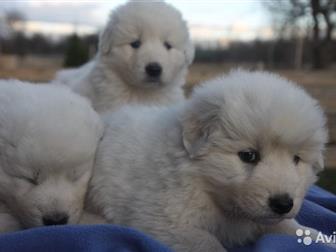     - ,      ,  ,   23  2019,         