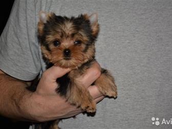      - 45     ,        1,5- 1,8 ,   9 ,   2  -520 ,      