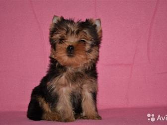      - 45     ,        1,5- 1,8 ,   9 ,   2  -520 ,      