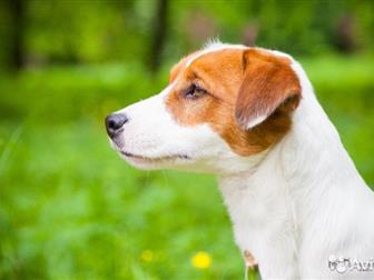       , ,    (FCI);    ,  -     