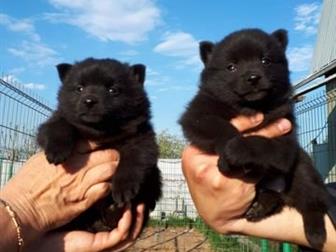   , 5-8 ,   ,,         ,     