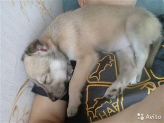   ,  , ,    1-1,5,      ,    ,   