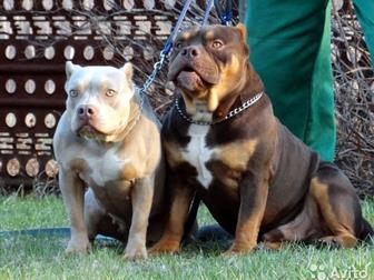  ,   ,  ,   ,,     ,   NN,       