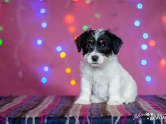           2, 5      - /    , -,  