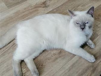 Шотландский котик окрас блю-поинт, ждёт в гости кошечку) в Рязани
