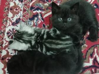 Котята рождены 15, 12, 2019, кушают, ходят в туалет отлично, 2 страйта, 1 фолд, дополнительная информация, фото или видео в Viber, WhatsApp,  На последних 2 фото в Рязани