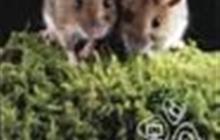 ����������� �����������