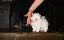 ����-��������� � �����-����� ��������, ���