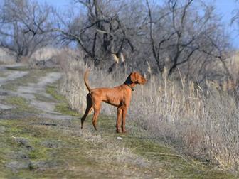 ���������� ����� ���� � �������-��-����