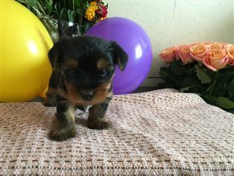 ����������� ������ ���� � �������-��-����