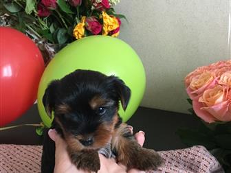 ����������� ������ ���� � �������-��-����