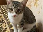 Котята 4-х месячные, привитые (имеется прививочный