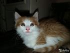 Раздаю котят
