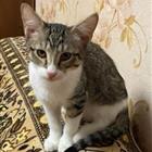 Котята 4-х месячные, привитые (имеется прививочный