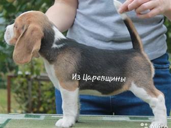 16, 07, 2019,   oe     e  oo   Simonaland Beretta  x Simonaland Bonacure,   ,      