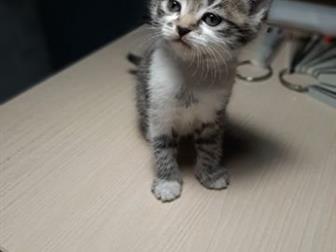     ,   , ,  