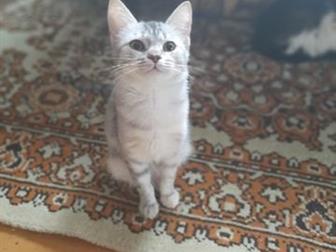  ,  ,     4 ,    ,    ,         (  ),  