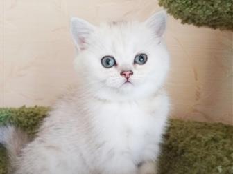   (Scottish straight, Scottish fold) 05,  06,  2018,  SFS ns 11,  3 , 1 ,    ,       -