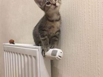  ,    , ) ,  ,    ,    ,  -