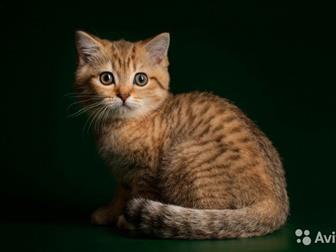        back golden spotted tabby,     ,    , ,  -