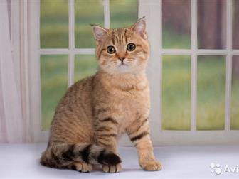        back golden spotted tabby,     ,    , ,  -