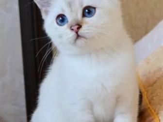          ,     ,  ,     ,   -