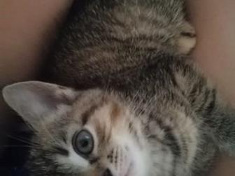 ,  1,5 ,    ,    ,  -