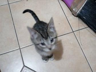 2 ,    ,   ,         ,  -