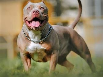  Blue star american bully         -    ,    14, 11, 19,    ;)  -