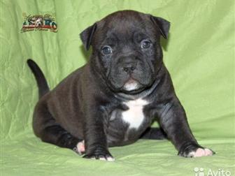        --    - American Bully Moscow Kennel Clubmoscow-bully     LILU  